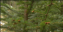 Uniwersyteckie drzewko świąteczne w Nadleśnictwie Nawojowa