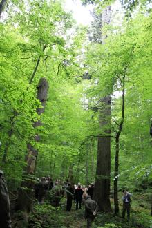 Gospodarka leśna na terenach górskich RDLP w Krakowie