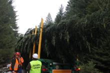 Choinka przed Oknem Papieskim 2019