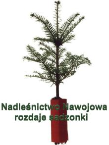 Nadleśnictwo Nawojowa rozdaje sadzonki