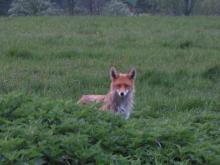 Akcja ochronnego szczepienia lisów