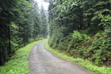 Regulamin korzystania z dróg leśnych na terenie Nadleśnictwa Nawojowa